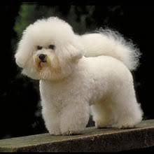 Use our puppy finder at the top of the page to find your perfect puppy from one of the reputable dog breeders in our network and give him or her a forever home! Puppyfind Bichon Frise Puppies For Sale