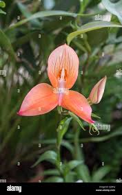 Image result for Disa robusta