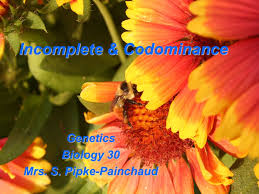 Codominance b) incomplete dominance c) gain of function. Incomplete Codominance Ppt Video Online Download