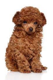 We did not find results for: Poodle Hair Not Curly This Is Why Houndgames