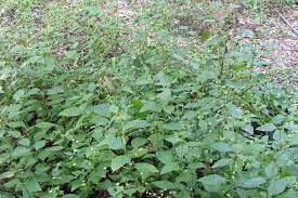 Image result for Synedrella