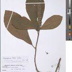 Image result for Achyrospermum ciliatum