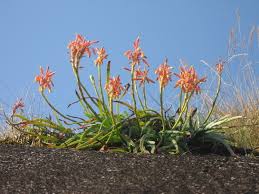 Image result for Aloe ballii