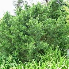 Image result for Searsia lucida