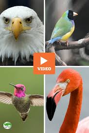 Birds That Start With A P Bird Adaptation Beaks Physical Adaptations Adaptations Bird