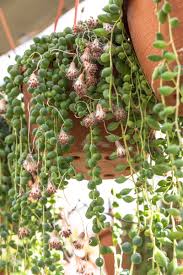 Image result for Senecio letouzeyanus