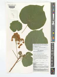 Image result for Dombeya acutangula