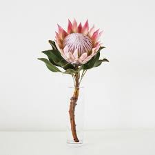 Pin By Ronee Eksteen On Minimal Amazing Flowers Beautiful Flowers Protea Flower