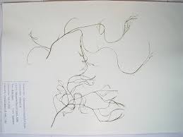 Image result for Podostemaceae