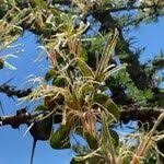 Image result for Erianthemum dregei