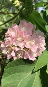 Image result for Dombeya acutangula