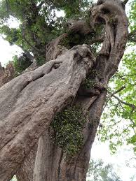 Image result for Tiliacora funifera