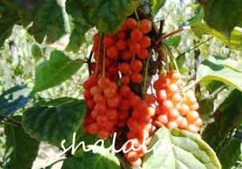 Maybe you would like to learn more about one of these? Us 1 89 Schisandra Chinensis Semente 100pcs Plant Schisandra Berry Tree Easy To Grow Wu Wei Zi For Courtyard M Deargogo Com