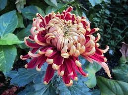 Japanese Chrysanthemum Google Search Chrysanthemum Flower Flowers Japanese Flowers