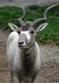 The addax, sometimes called the 'screw horn antelope', because of its twisted horns, is a large, desert dwelling member of the antelope family, closely related to the oryx. Addax Alchetron The Free Social Encyclopedia