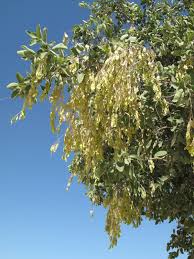 Image result for Philenoptera nelsii