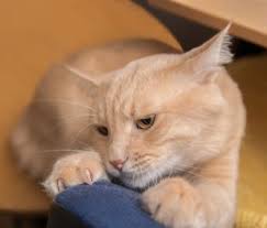 Are You Making These 5 Cat Training Mistakes Cat Training Cats Cats And Kittens