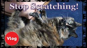 All cats are different and what works on one may not work on another. How To Make Your Cat Stop Scratching Your Furniture Make Your Own Cat Repellent Spray Competition Youtube