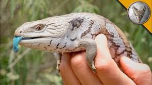 Many skinks and lizards can lose or drop their tail as a defense mechanismóthis includes the blue tongued skink. The Ultimate Blue Tongue Skink Care Guide For Beginners