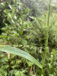 Image result for Steinchisma laxum