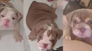Waiting list is now open for top quality kc reg champion sired gold health tested true to breed standard english bulldogs if you would be interested in a pup and would like to be added to list please contact me. Three English Bulldog Puppies Stolen After Substance Sprayed In Woman S Face In Essex Uk News Sky News