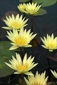 Il fiume dell'india dai fiori rosa che incanta con i suoi colori accesi. Fiori Gialli Acquatici