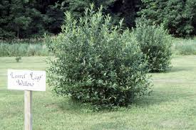 Image result for Salix