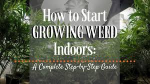 You can sow them indoors six to eight weeks before the start of the season (that is, before the last expected frost in your area). How To Start Growing Weed Indoors A Beginner Friendly Guide