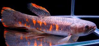 Rainbow Wolf Fish Red Fish Cool Fish Rainbow Fish