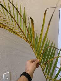 Both too much and too little water will damage palms and will lead to leaf yellowing, browning, and potentially plant death. Majesty Palm Leaves Yellowing And Browning Getting Conflicting Search Results Whether It S Over Or Under Watering Help Plantclinic
