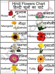 Magnolia Flower Meaning In Hindi Best Flower Wallpaper