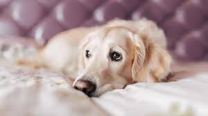Many pancreatic tumors are in their advanced stages before your dog will begin showing any symptoms whatsoever, so it is extremely important to catch your dog's symptoms as quickly as possible and take him to a professional. Eight Early Signs Your Dog May Have Cancer