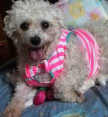 When we post a dog, we also post the rescue that the dog is with. Happy Tail This Bichon Was Rescued From A Puppy Mill Petfinder