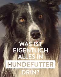 Was Ist Eigentlich Alles In Hundefutter Enthalten Herkommliches Futter Vs Pets Deli Futter Ein Vergleich Echtes Fleisch Dog Food Recipes Food Animals Dogs