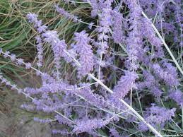 It was first introduced to rhs in 1961 and since late 80´s it has been in cultivation in most of the world with mild climate. Perowskia Lobodolistna Lac Perovskia Atriplicifolia Blue Spire