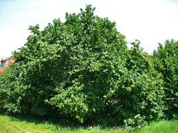 Como Sembrar El Fruto Del Avellano Semillas De Arbol Arbustos De Crecimiento Rapido Como Sembrar