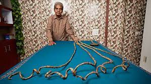 The longest fingernails belonged to lee redmond (usa), who started to grow them in 1979 and carefully manicured them to reach a total length of 8.65 m (28 ft 4.5 in) as measured on the set of lo show dei record in madrid, spain, on 23 february 2008. Man With World S Longest Fingernails Finally Gets A Manicure Smart News Smithsonian Magazine