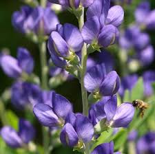 Are you blind to my sorrow and sympathy? Baptisia Australis Seeds Wild Blue Indigo Beautiful In A Butterfly Garden