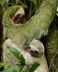 A Mother Three Toed Sloth Still Carry Her 6 Months Old Baby He Is Starting To Be On His Own More And More And Pret Three Toed Sloth Sloth Stuffed Animal Sloth