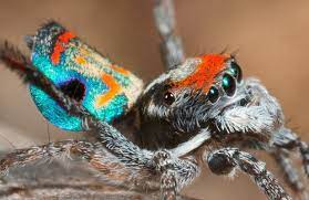 Males will wave their abdomens and legs during a courtship dance. Peacock Spider