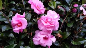 Produces medium size fiery red single petal blooms with yellow stamen center. Camellia Varieties Plantingtree
