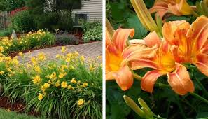 Hemerocalles Sont Les Plantes Les Plus Communes Que Vous Pouvez Trouver De Plus En Plus Dans Les Nids De Poule Ou Des Champs Hemerocalle Belles Fleurs Fleurs