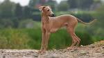 Toy Italian Greyhound Puppies for Sale - DogsNow