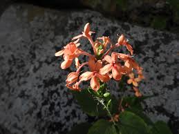 Image result for Ruspolia seticalyx