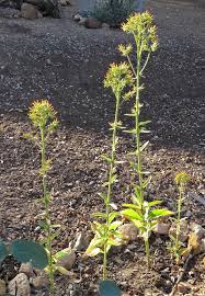 Image result for Geigeria burkei