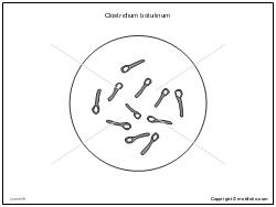 The botulinum toxin can cause botulism; Clostridium Botulinum Illustrations