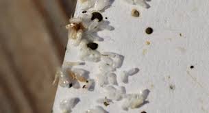 Image result for bed bugs eggs