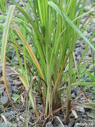 Image result for Cyperus sp.no.5