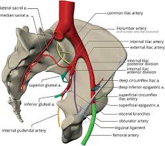 The internal branch ensures the muscles of the buttocks (gluteus maximus and minimus); Multidetector Ct In Vascular Injuries Resulting From Pelvic Fractures A Primer For Diagnostic Radiologists Radiographics