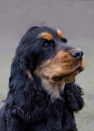 Black And Tan American Cocker Spaniel Puppies For Sale American Black And Tan Cocker Spaniel Cocker Noir Et Feu Cocker Dessin De Chien
